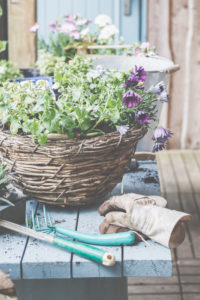 Plant the baskets in pots and baskets. Preparation for the gardening season. Plant the baskets in pots and baskets. Preparation for the gardening season.